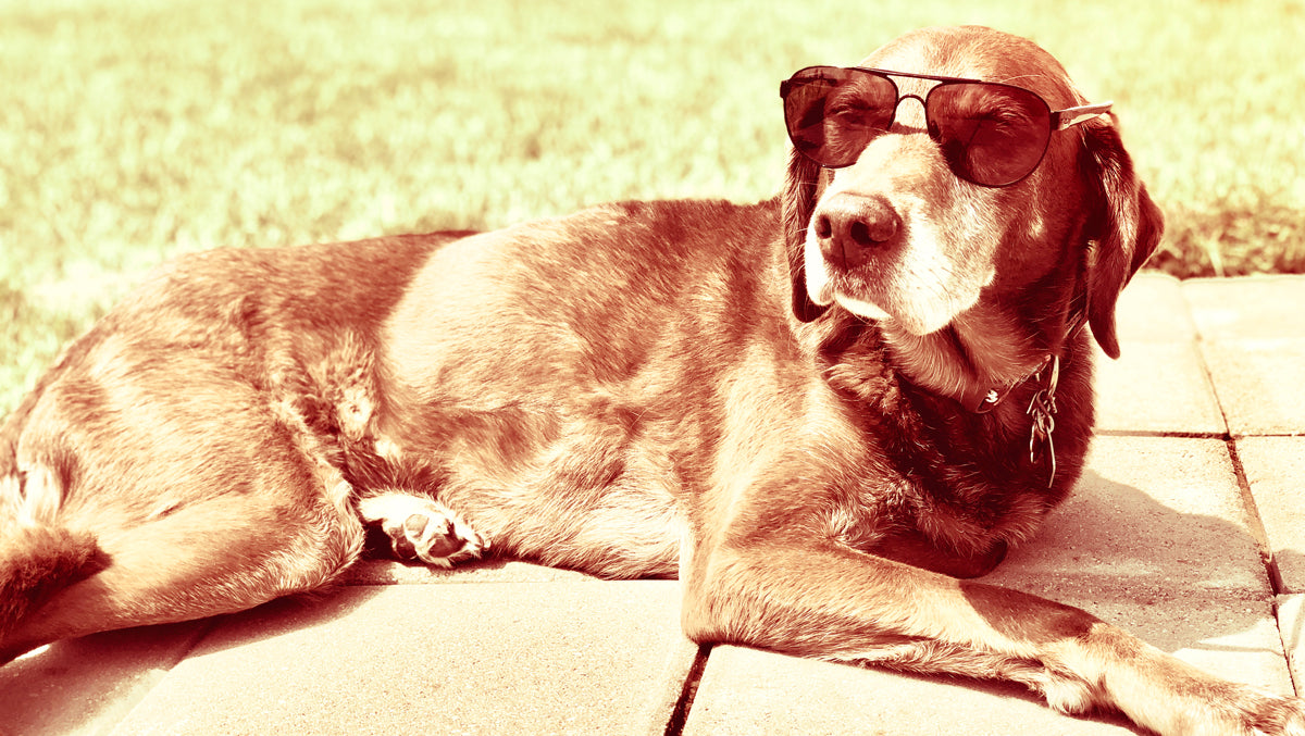 How to ace the dog days of summer and boost your business through the slowdown